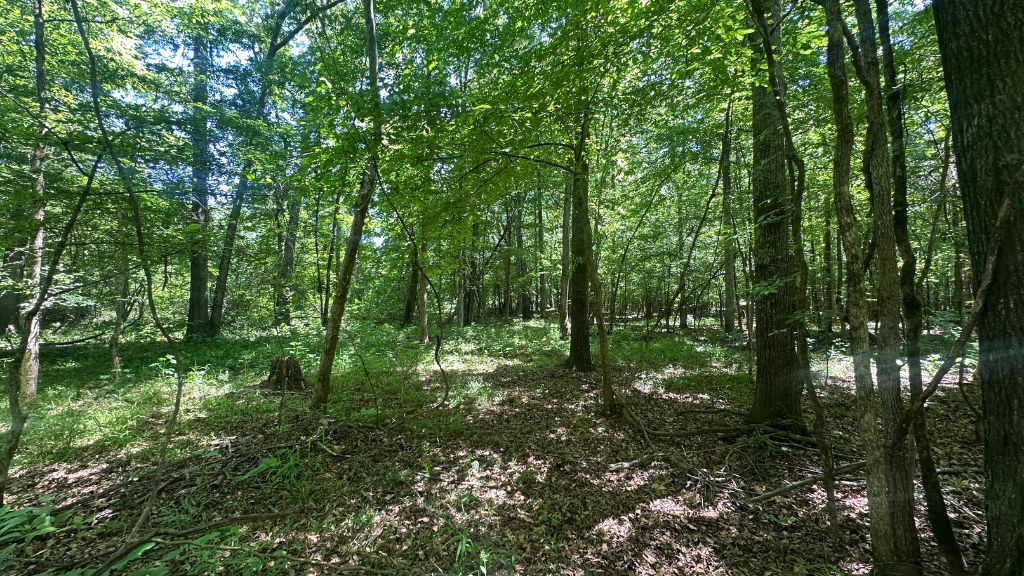 Habersham Woods Photo