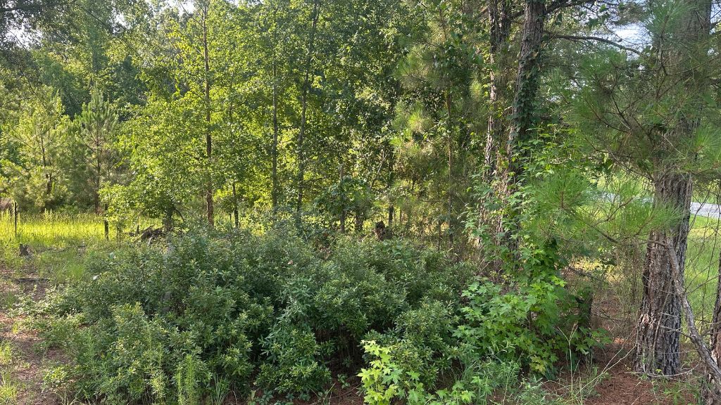 Habersham Woods Photo