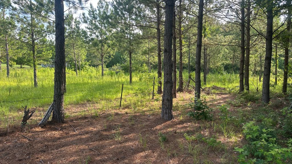 Habersham Woods Photo