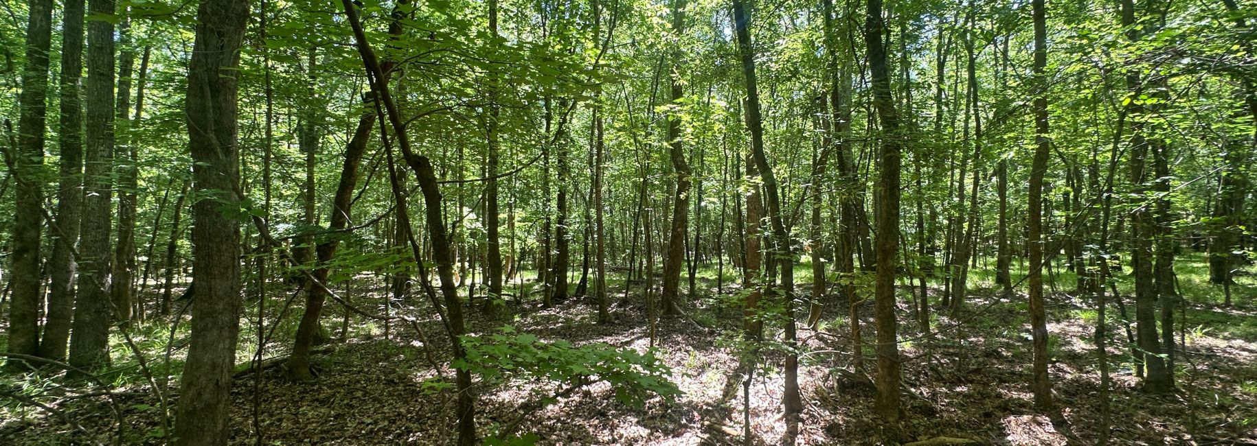 Habersham Woods Main Photo