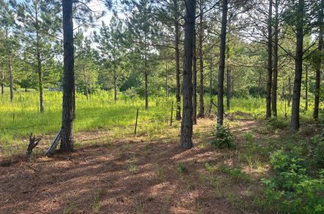 Habersham Woods
