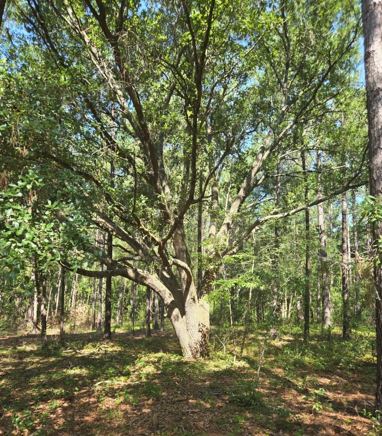 The Oaks Homesite Photo
