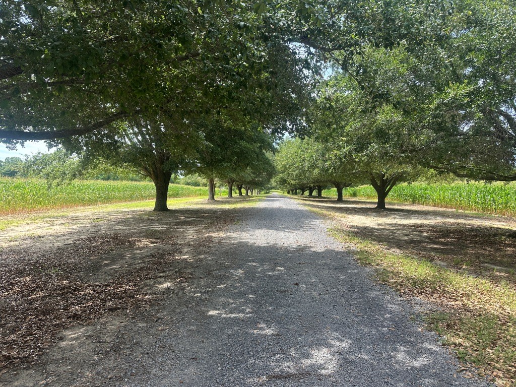 Cottontop Plantation Photo