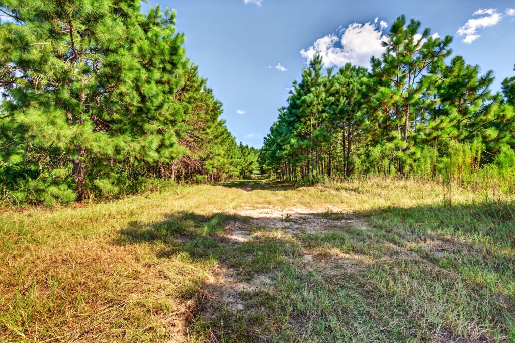 Fall Line Longleaf & Home Photo