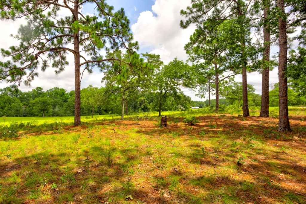 Big Oak Homeplace Photo