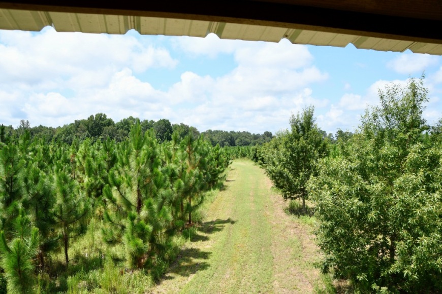 Long Piney Preserve Photo
