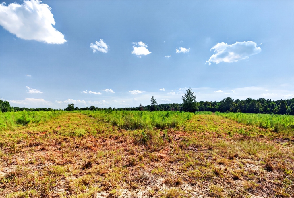 Fall Line Longleaf & Home Photo