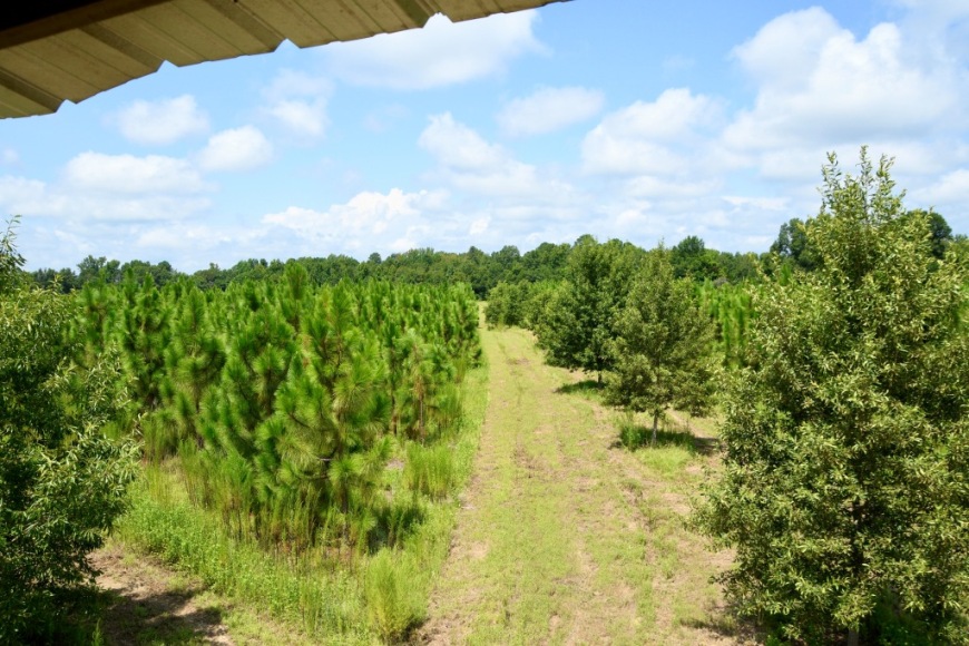 Long Piney Preserve Photo