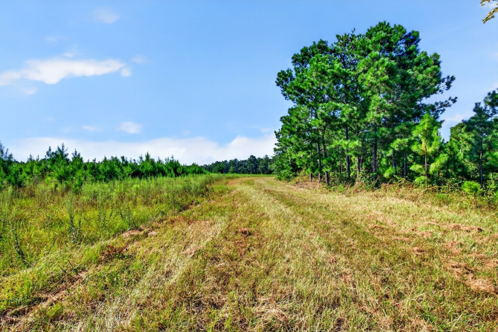 Fall Line Longleaf & Home Photo