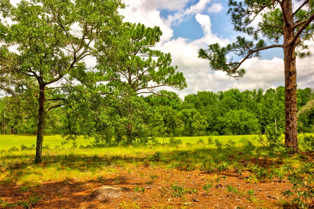 Big Oak Homeplace Photo