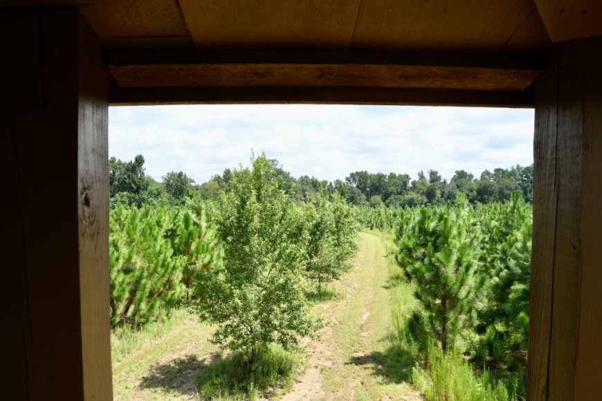 Long Piney Preserve Photo