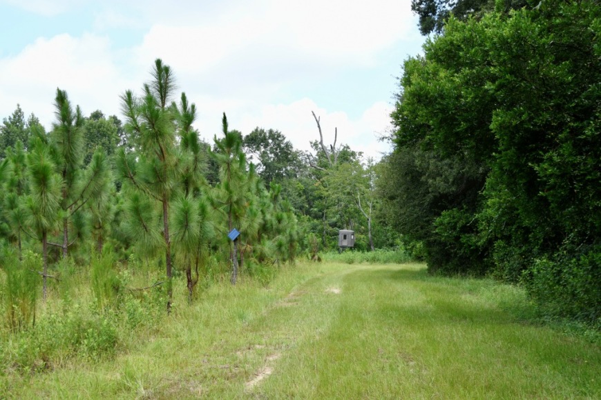 Long Piney Preserve Photo