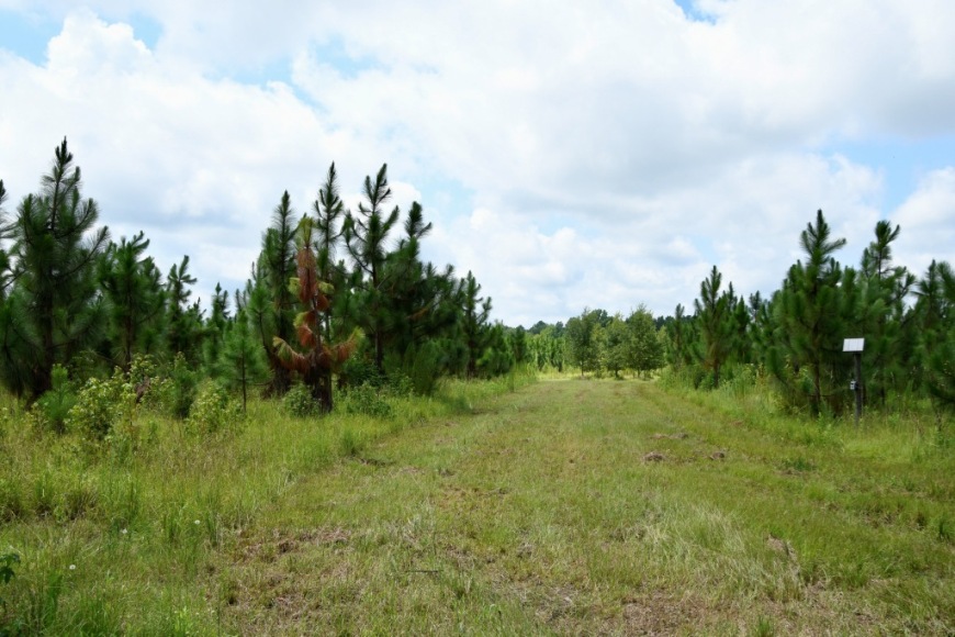 Long Piney Preserve Photo