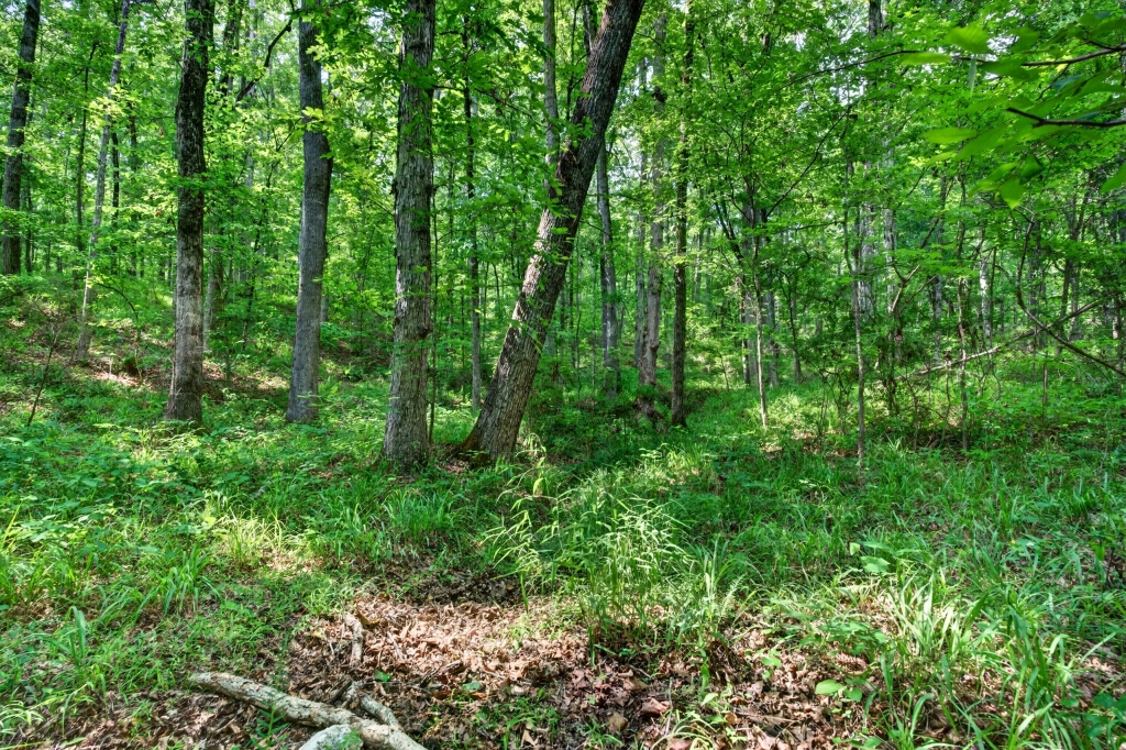 Towaliga River Tract Photo