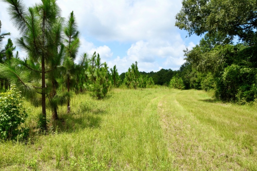 Long Piney Preserve Photo