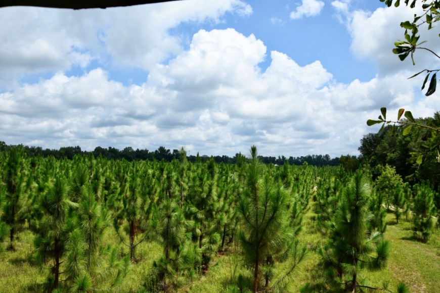 Long Piney Preserve Photo