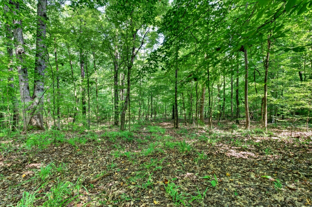 Towaliga River Tract Photo