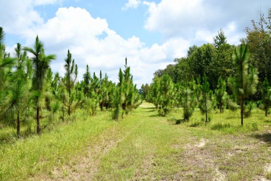 Long Piney Preserve Photo