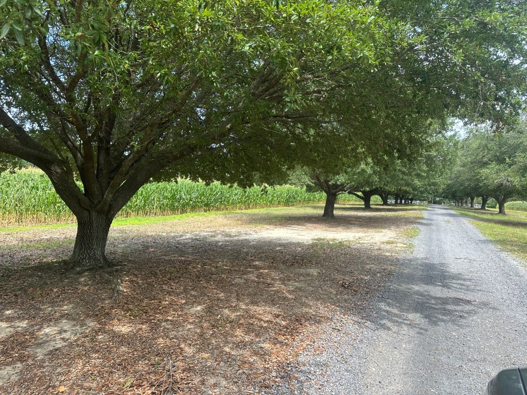 Cottontop Plantation Photo