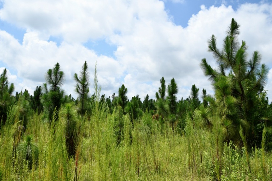 Long Piney Preserve Photo