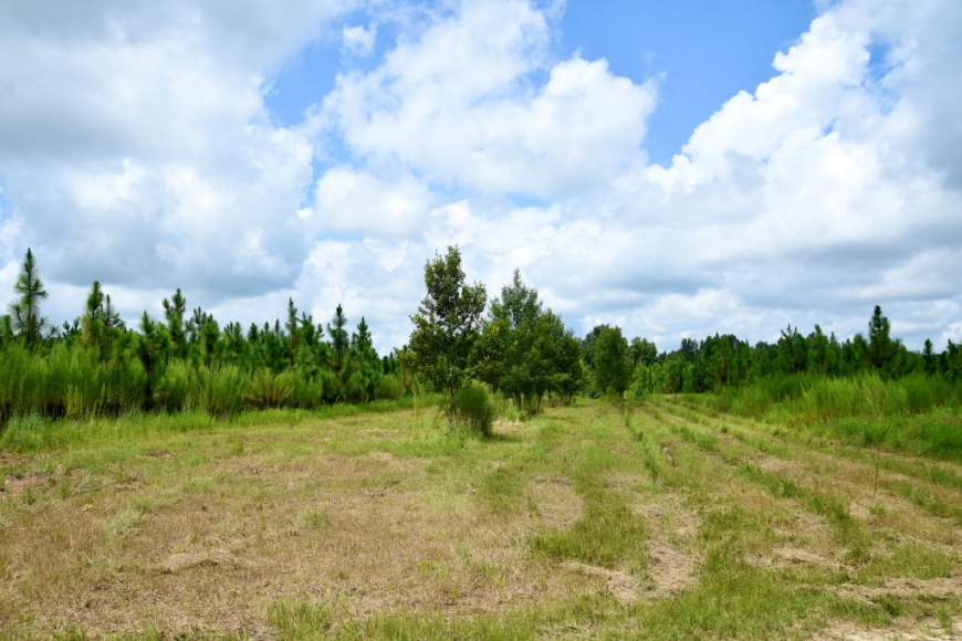 Long Piney Preserve Photo