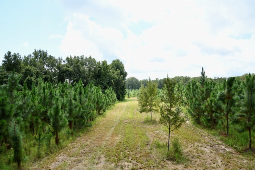 Long Piney Preserve Photo