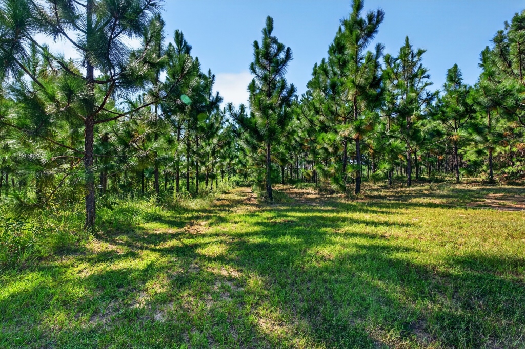 Fall Line Longleaf & Home Photo