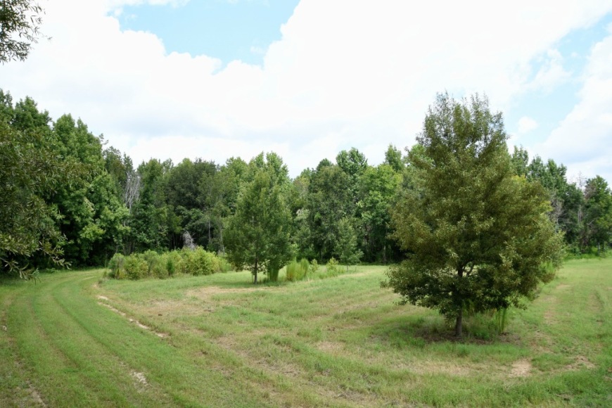 Long Piney Preserve Photo