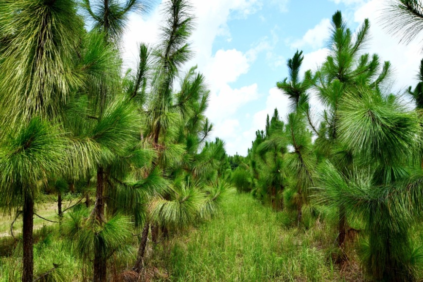 Long Piney Preserve Photo