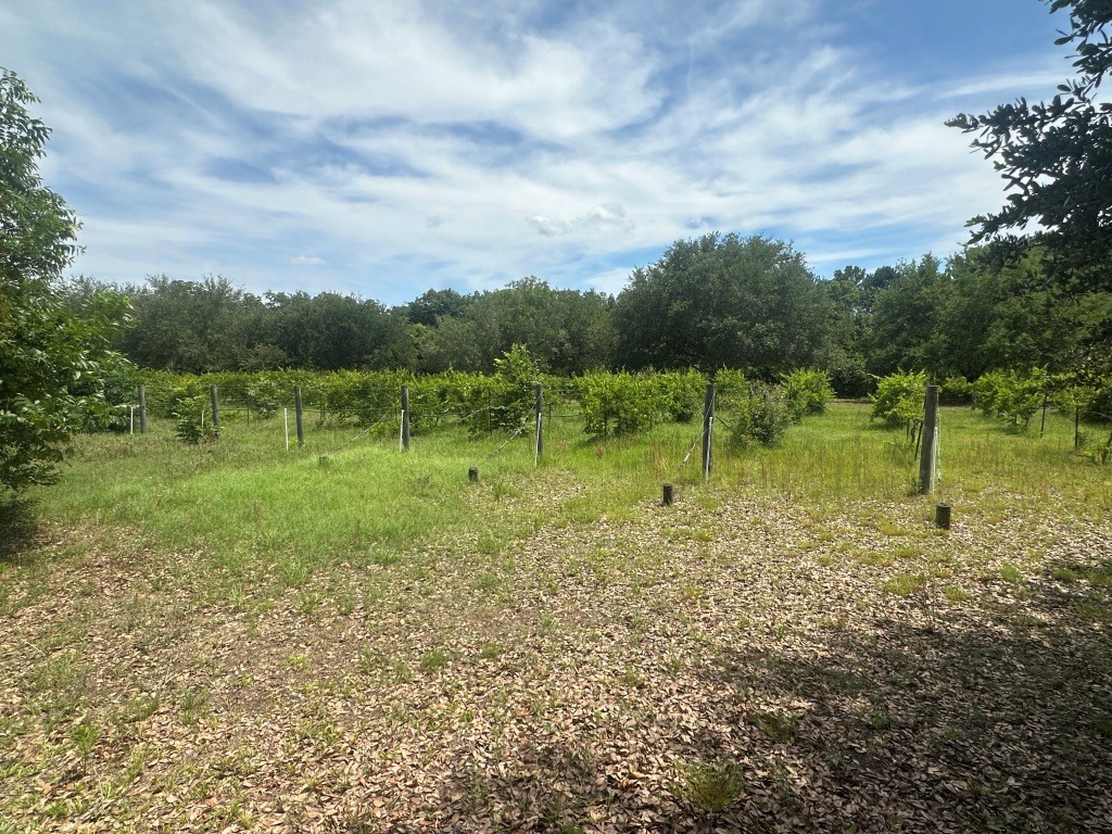 Cottontop Plantation Photo