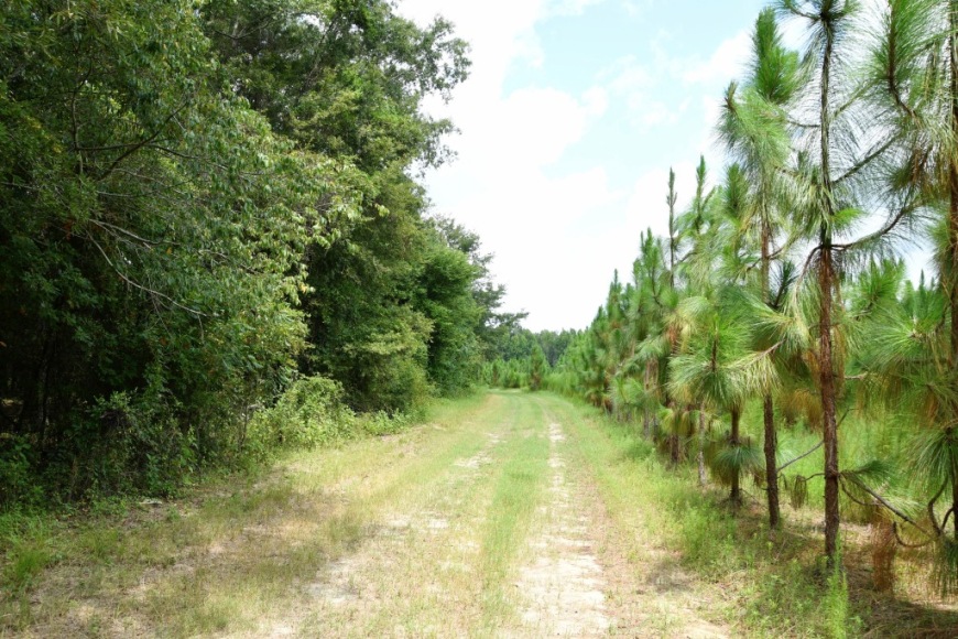 Long Piney Preserve Photo