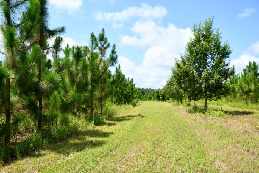 Long Piney Preserve Photo