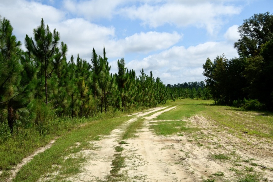 Long Piney Preserve Photo