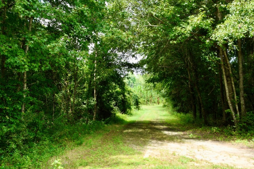 Long Piney Preserve Photo