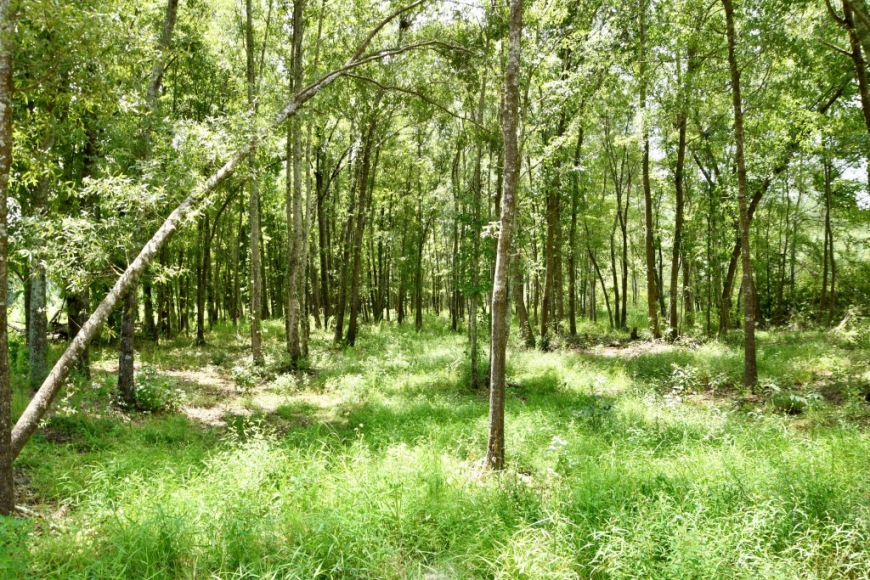 Long Piney Preserve Photo