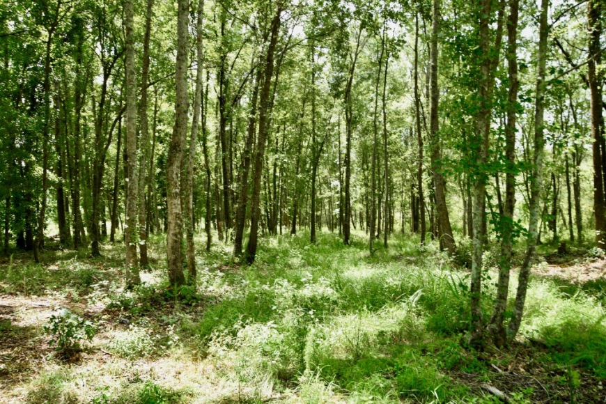 Long Piney Preserve Photo