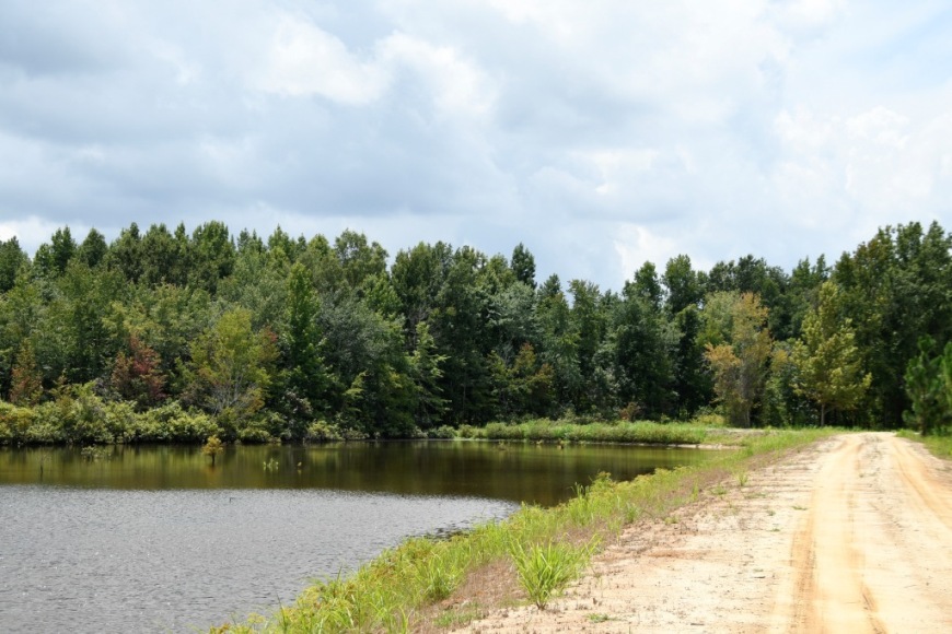 Long Piney Preserve Photo