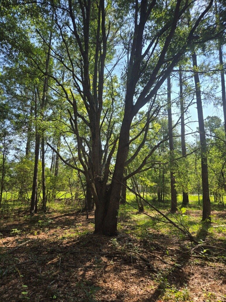 The Oaks Homesite Photo
