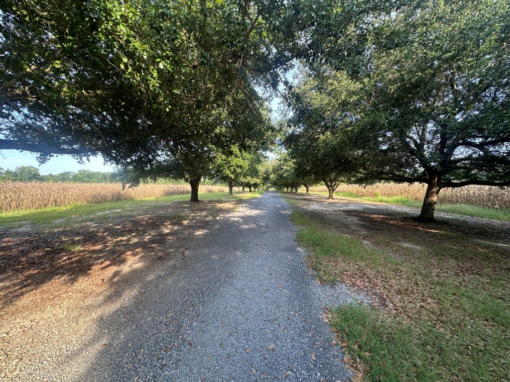 Cottontop Plantation Photo