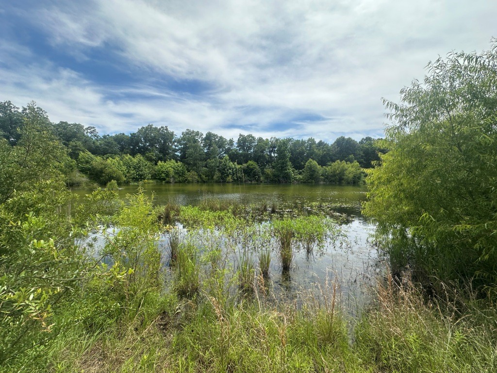 Cottontop Plantation Photo