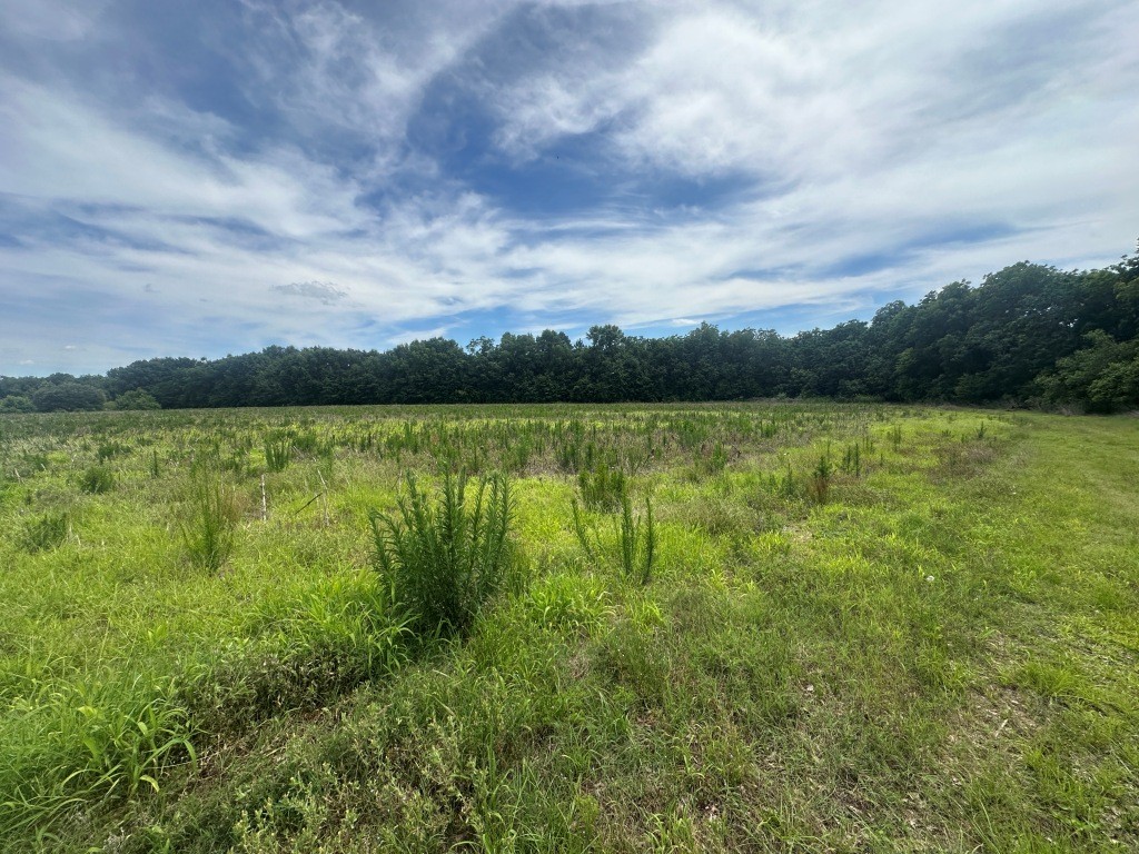 Cottontop Plantation Photo