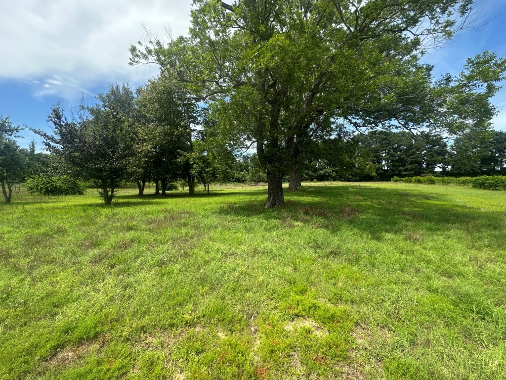 Cottontop Plantation Photo