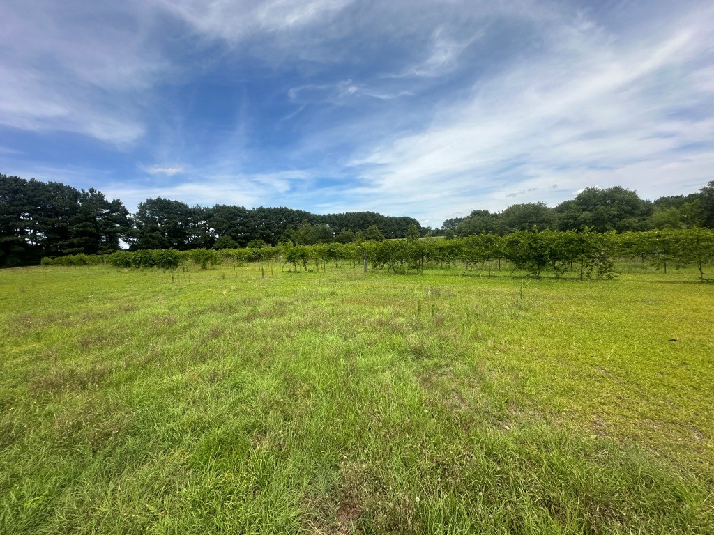 Cottontop Plantation Photo