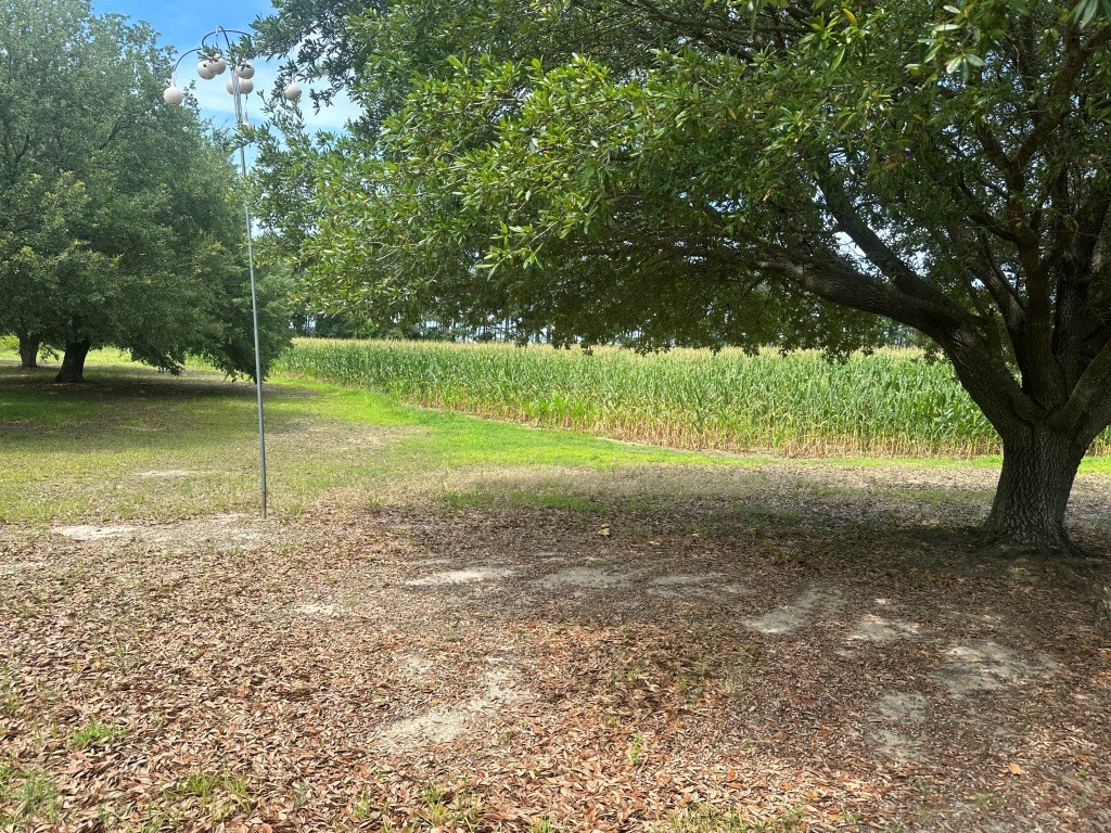 Cottontop Plantation Photo