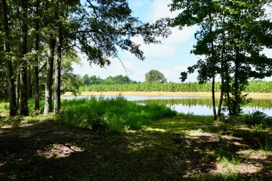 Long Piney Preserve Photo