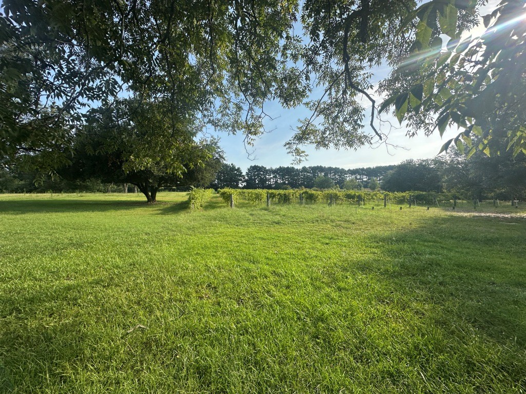 Cottontop Plantation Photo