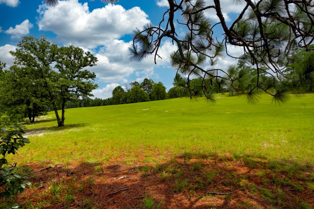 Big Oak Homeplace Photo