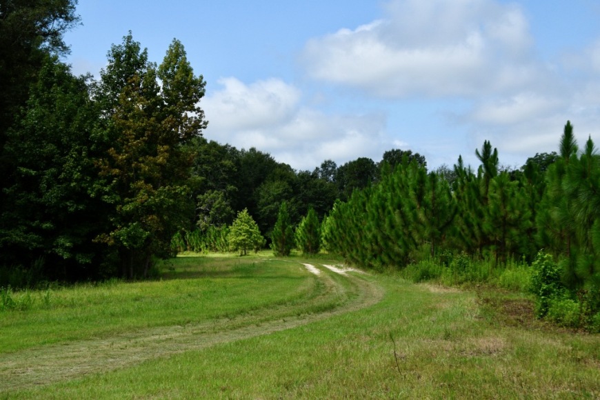 Long Piney Preserve Photo