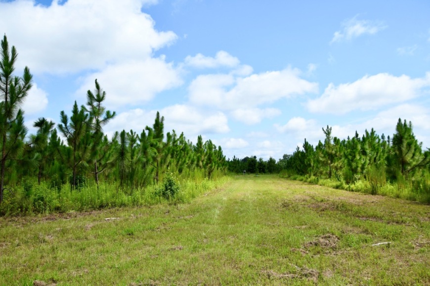 Long Piney Preserve Photo