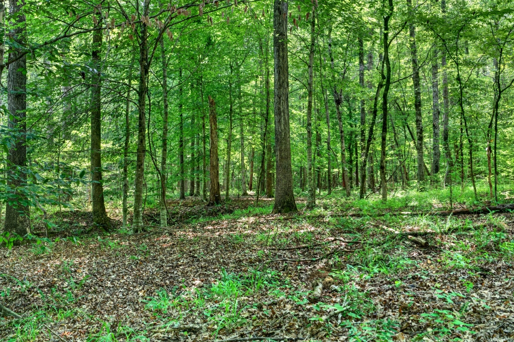 Towaliga River Tract Photo